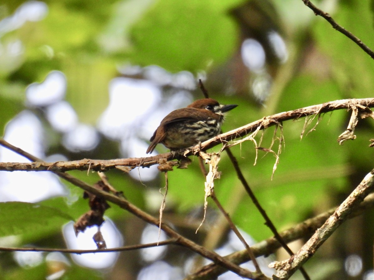 Lanceolated Monklet - ML643547125