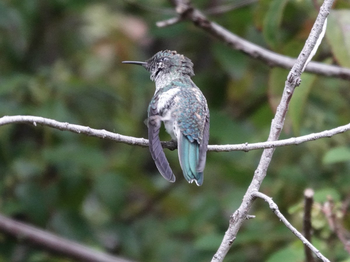 Juan Fernandez Firecrown - ML643547134