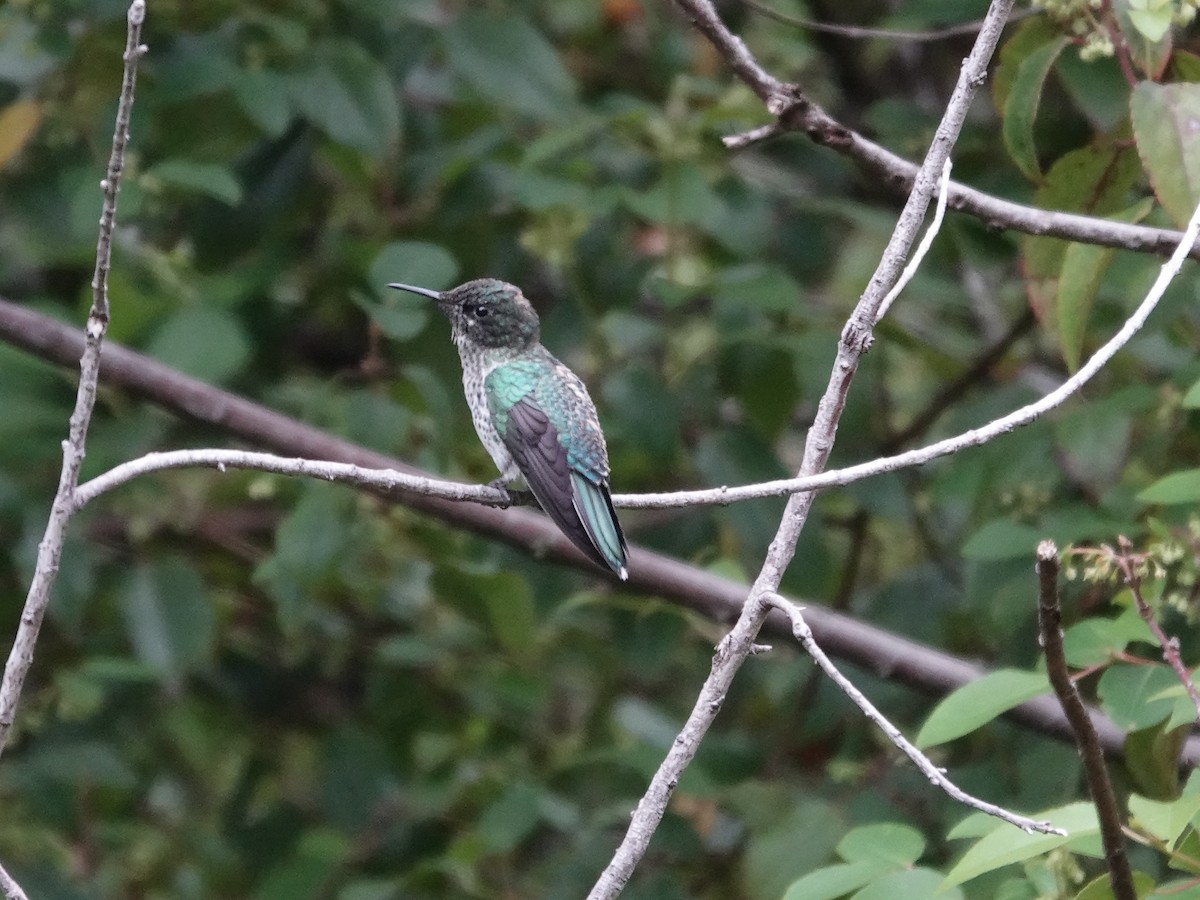 Juan Fernandez Firecrown - ML643547135