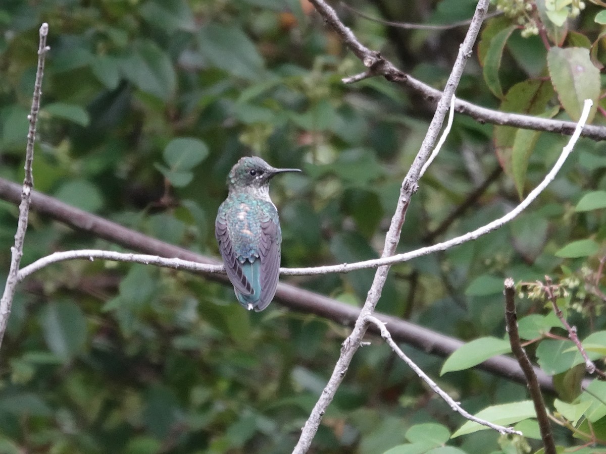 Juan Fernandez Firecrown - ML643547136