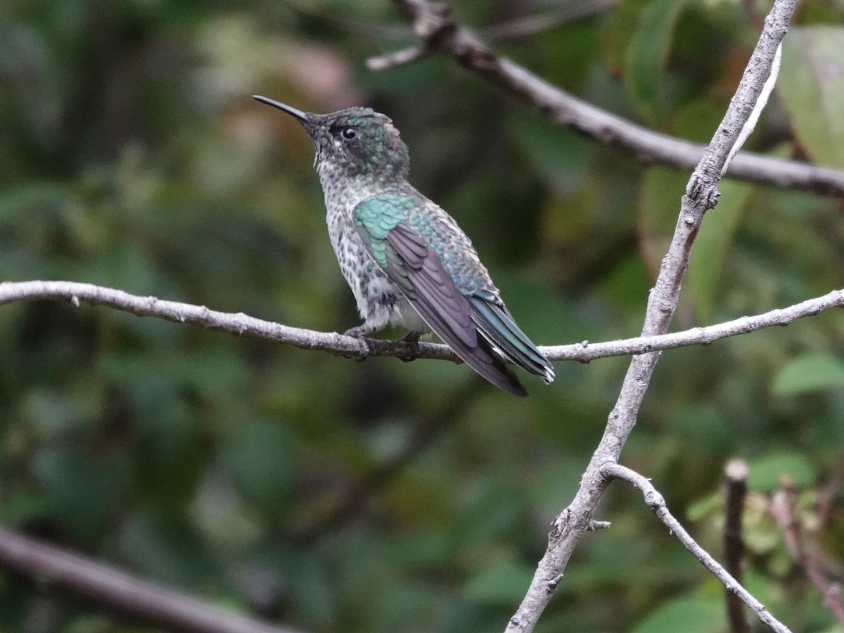 Juan Fernandez Firecrown - ML643547137