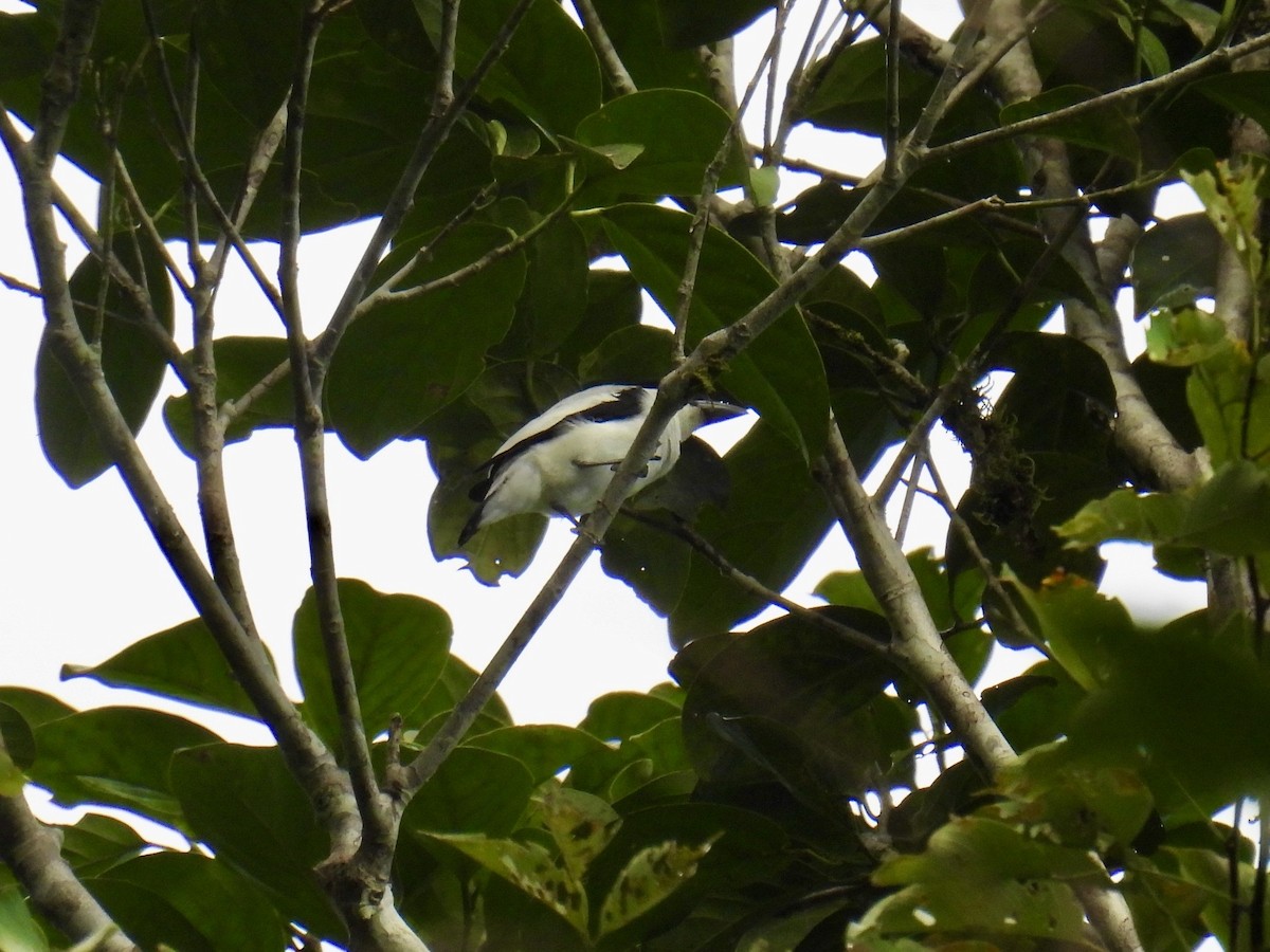 Black-crowned Tityra - ML643547139