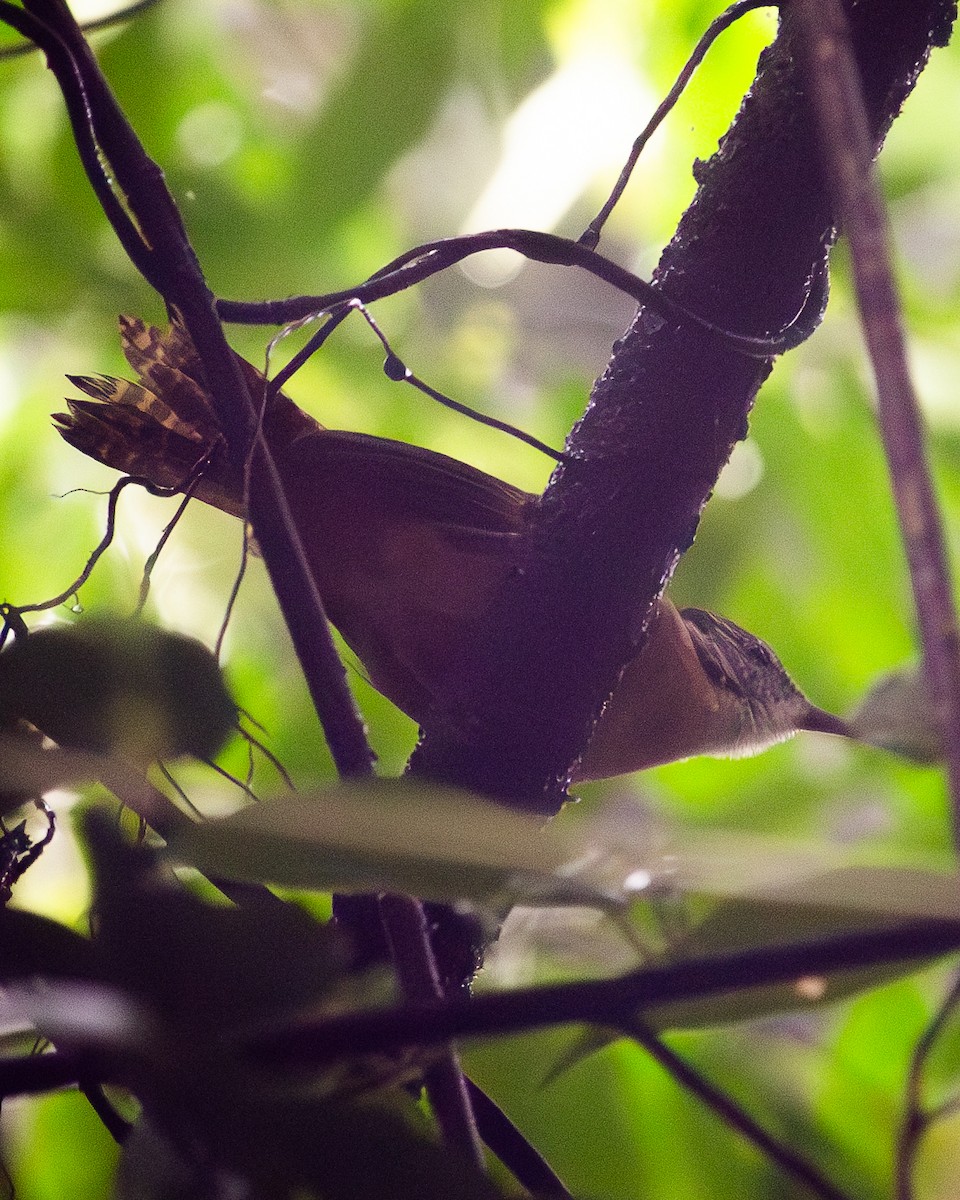 Long-billed Wren - ML643547145
