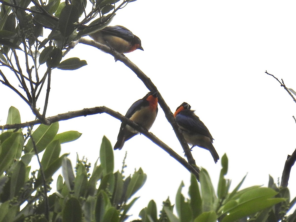 Orange-throated Tanager - ML643547165