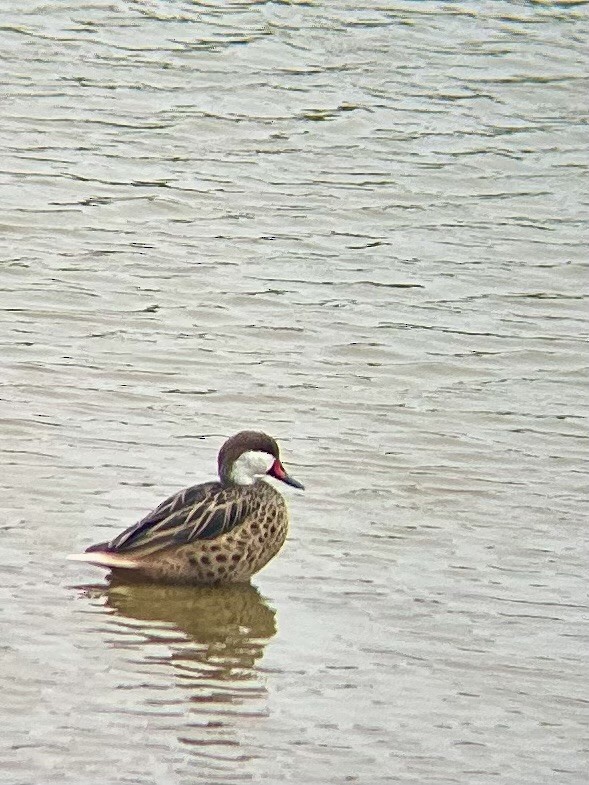 White-cheeked Pintail - ML643547167