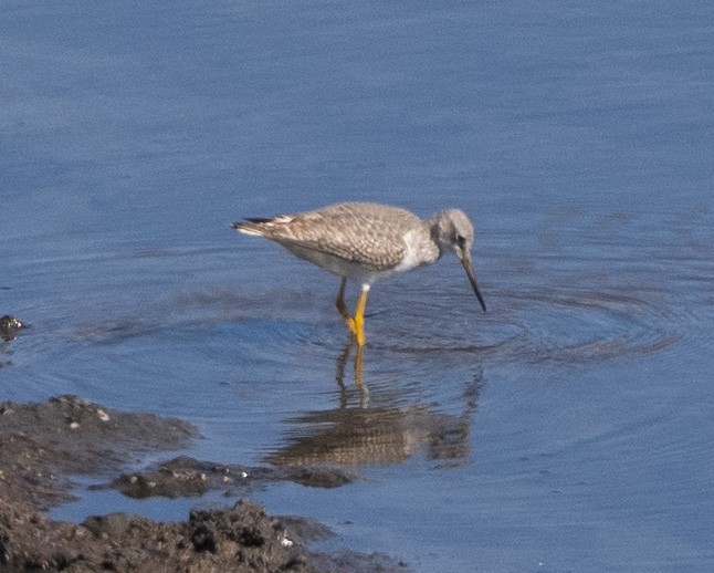 Greater Yellowlegs - ML643547174
