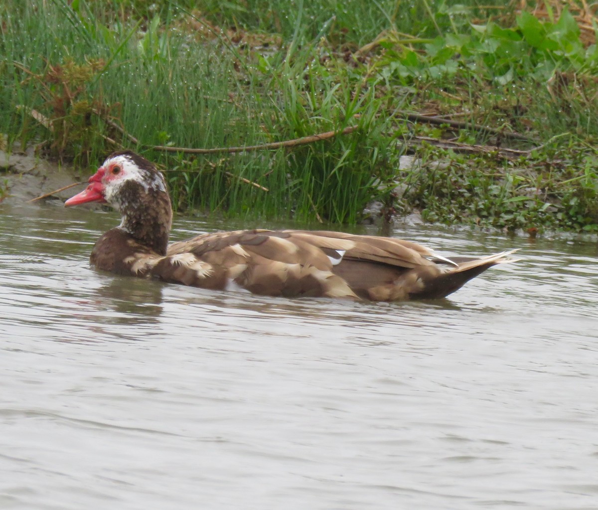 Muscovy Duck (Domestic type) - ML643547206