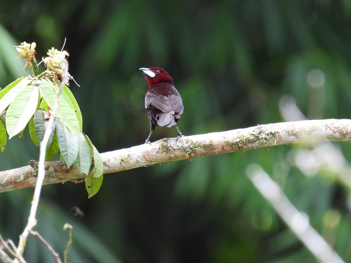 Silver-beaked Tanager - ML643547218