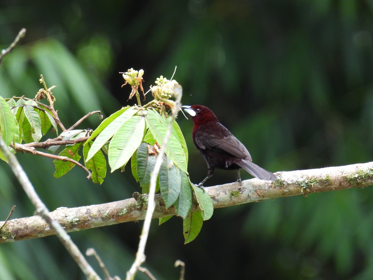 Silver-beaked Tanager - ML643547219