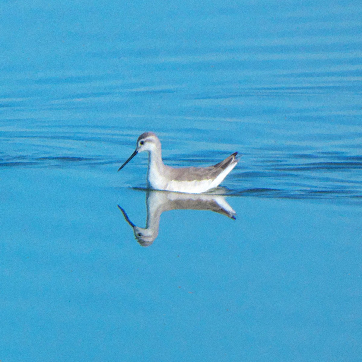 Wilson's Phalarope - ML643547226
