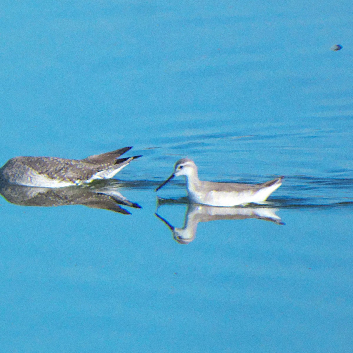 Wilson's Phalarope - ML643547227