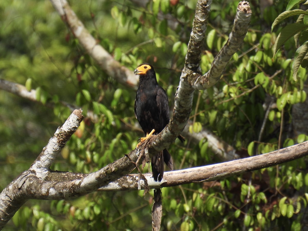 Black Caracara - ML643547241