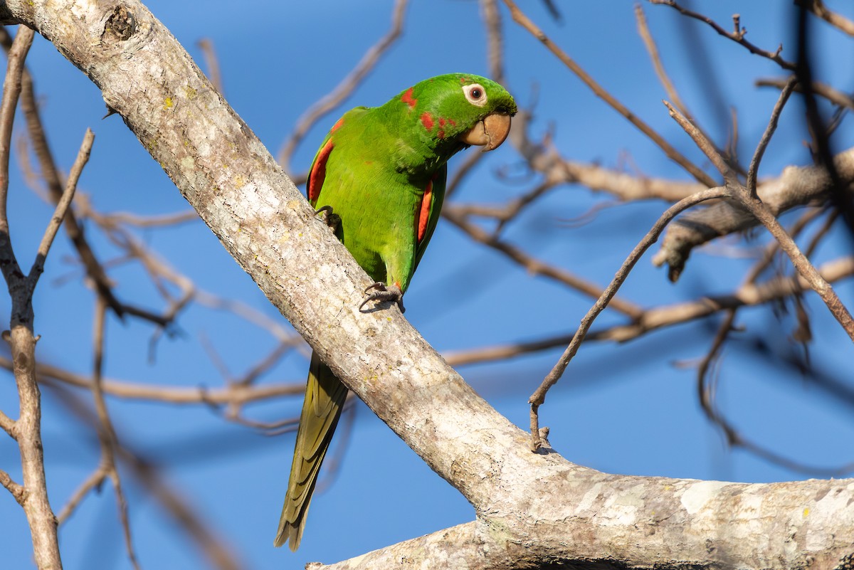 White-eyed Parakeet - ML643547248