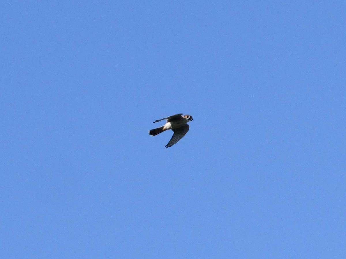 American Kestrel - ML643547249