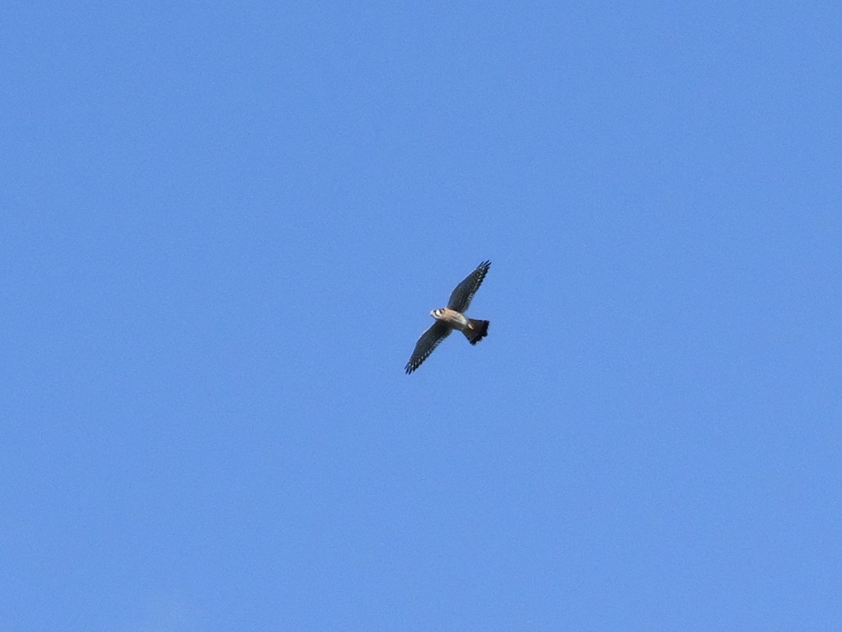American Kestrel - ML643547250
