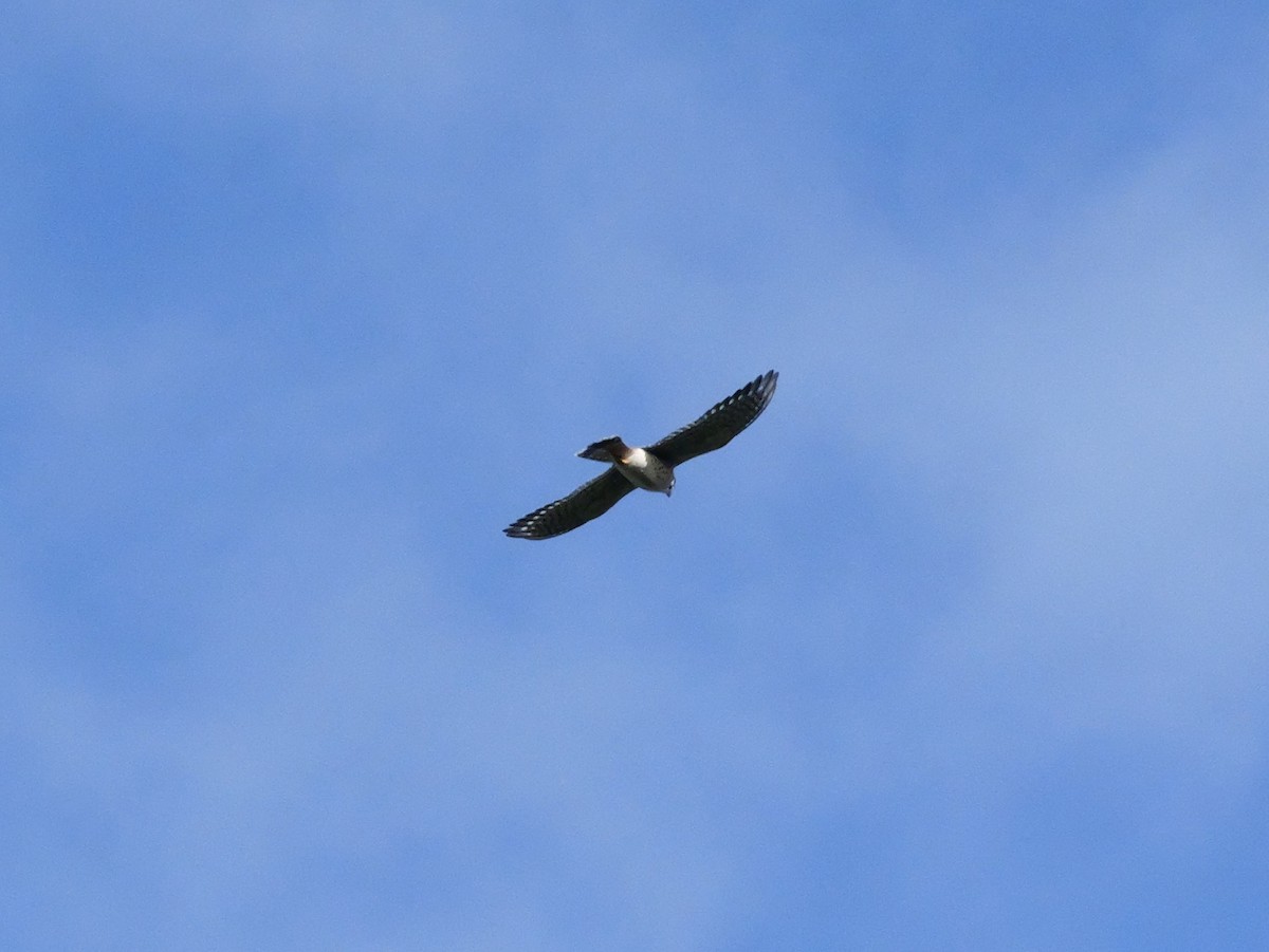 American Kestrel - ML643547251