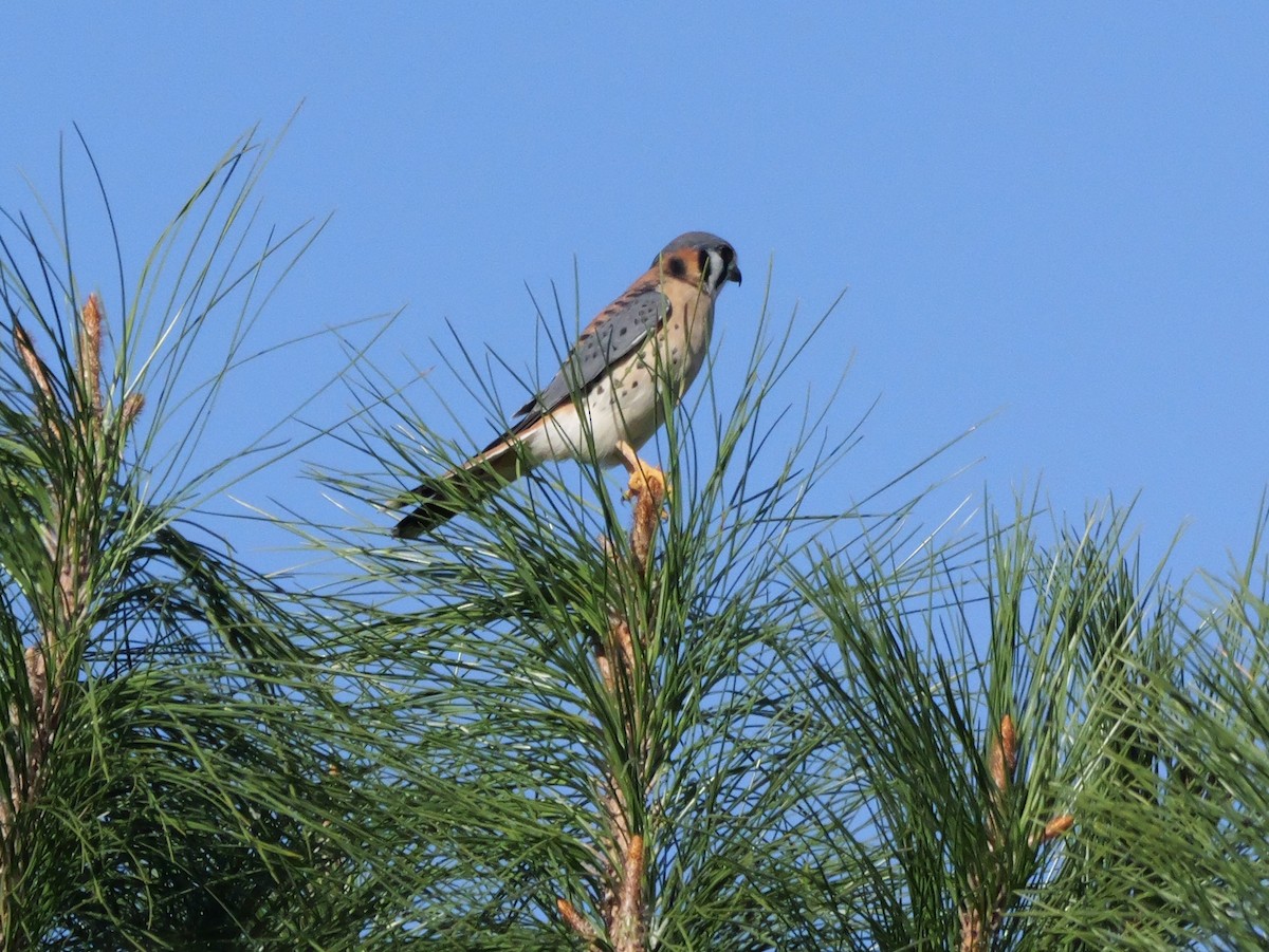 American Kestrel - ML643547252