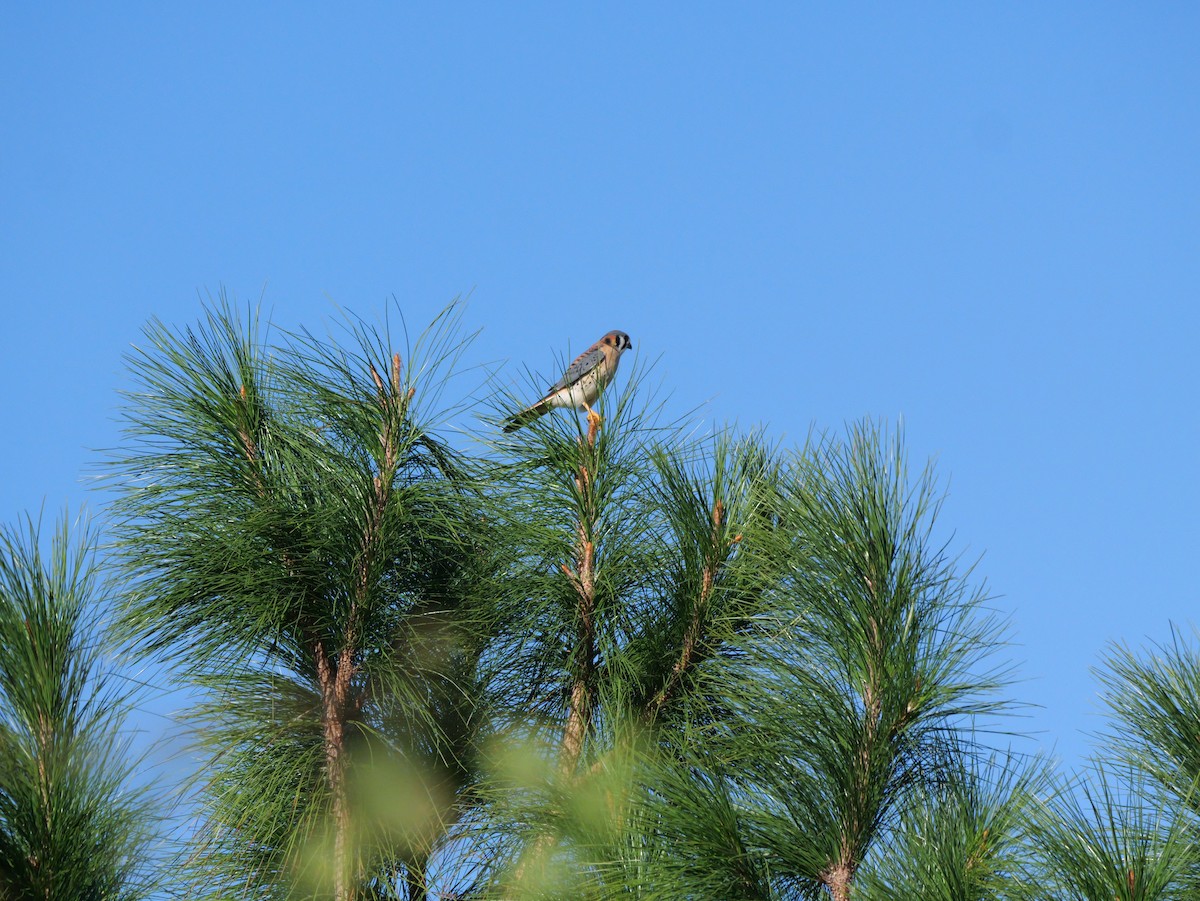 American Kestrel - ML643547253