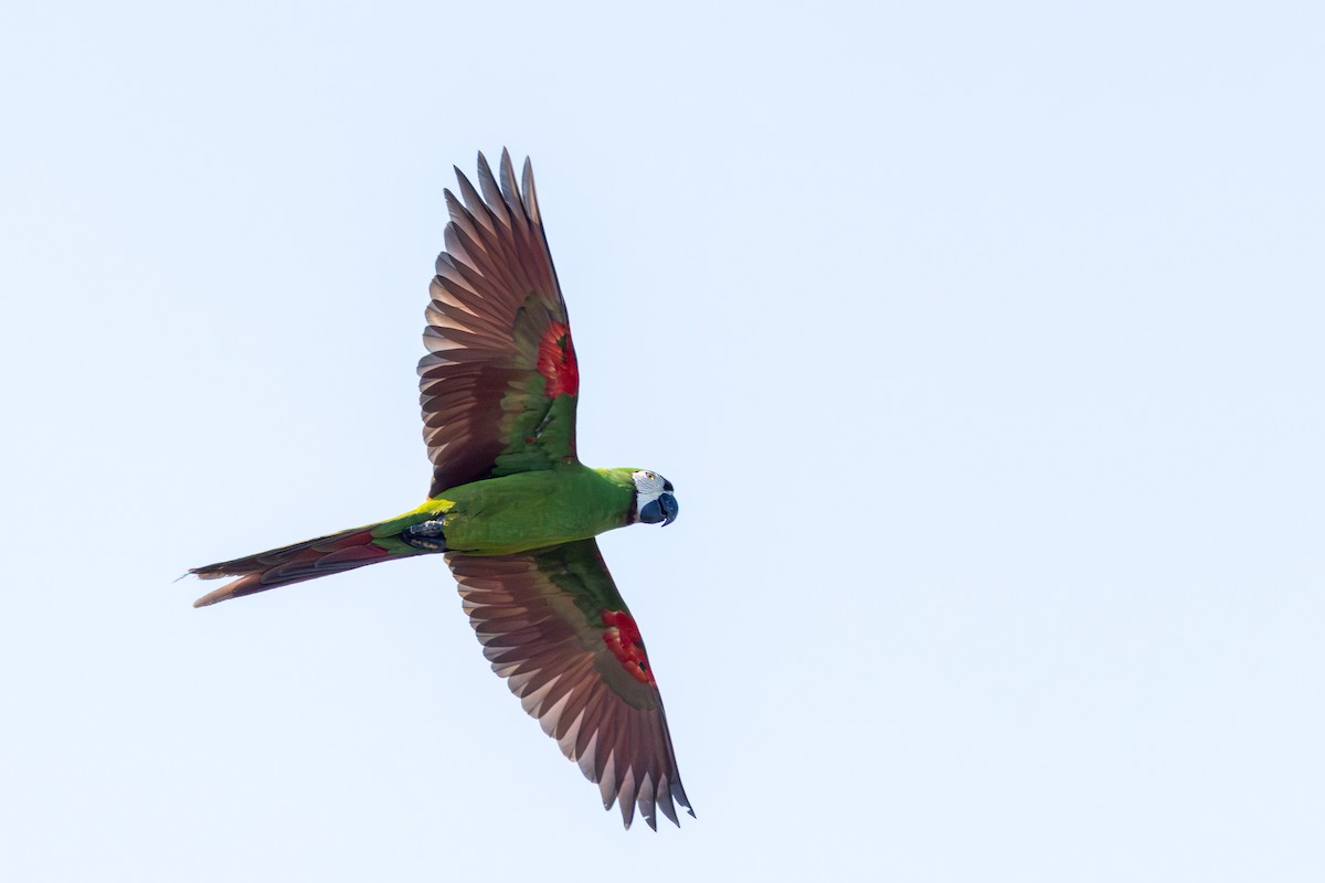 Chestnut-fronted Macaw - ML643547259