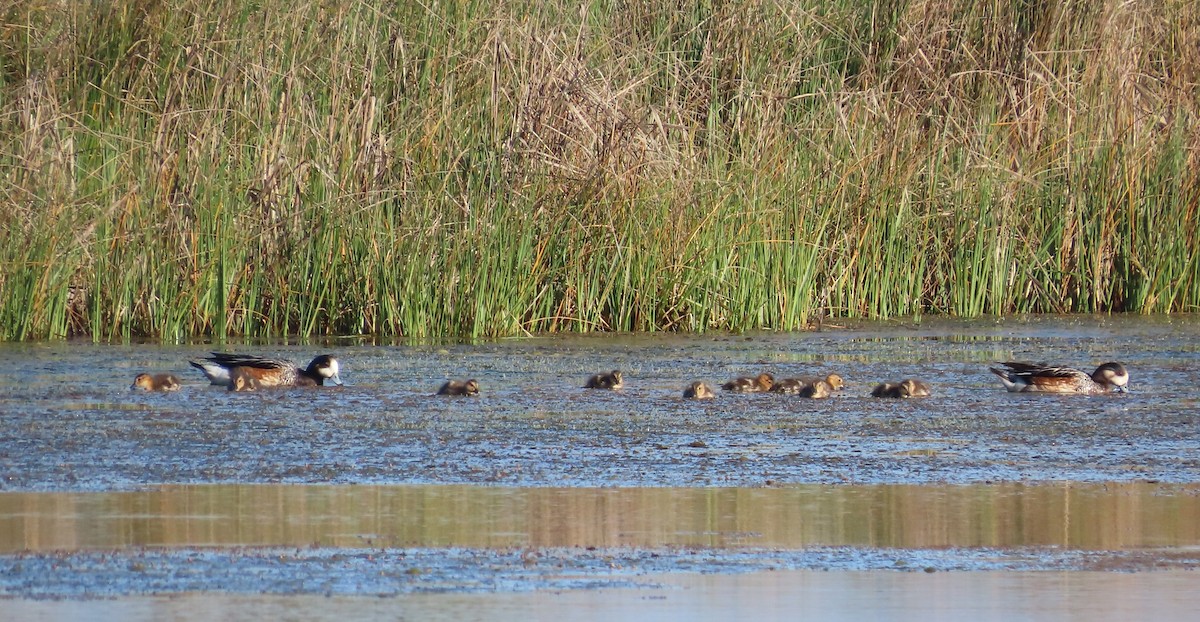 Chiloe Wigeon - ML643547266