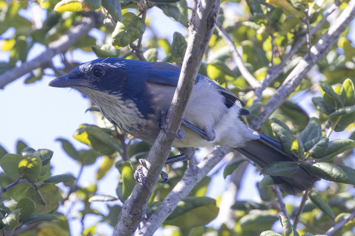California Scrub-Jay - ML643547268
