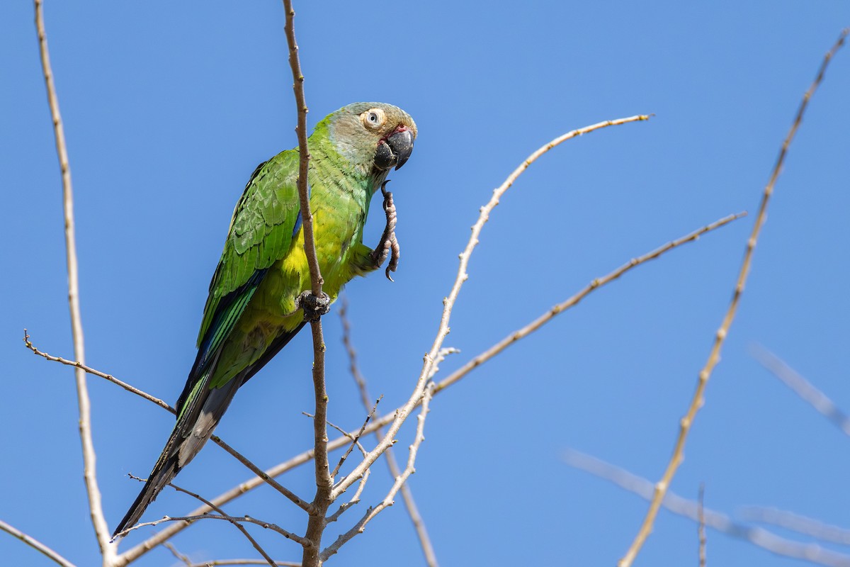 Dusky-headed Parakeet - ML643547269