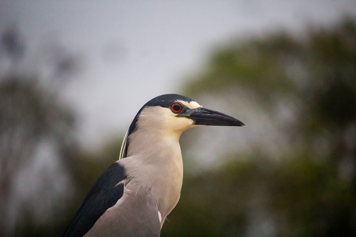 Black-crowned Night Heron - ML643547270