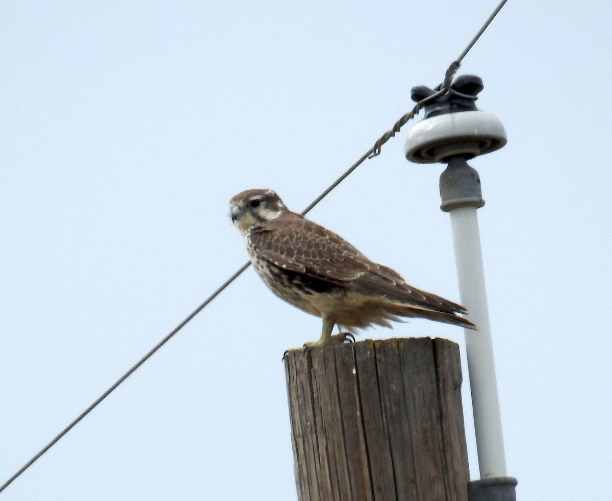 Prairie Falcon - ML643547271