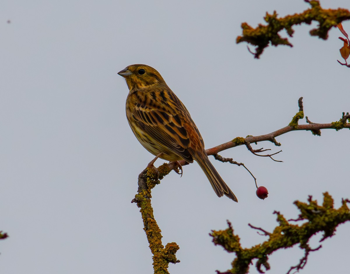 Yellowhammer - ML643547272
