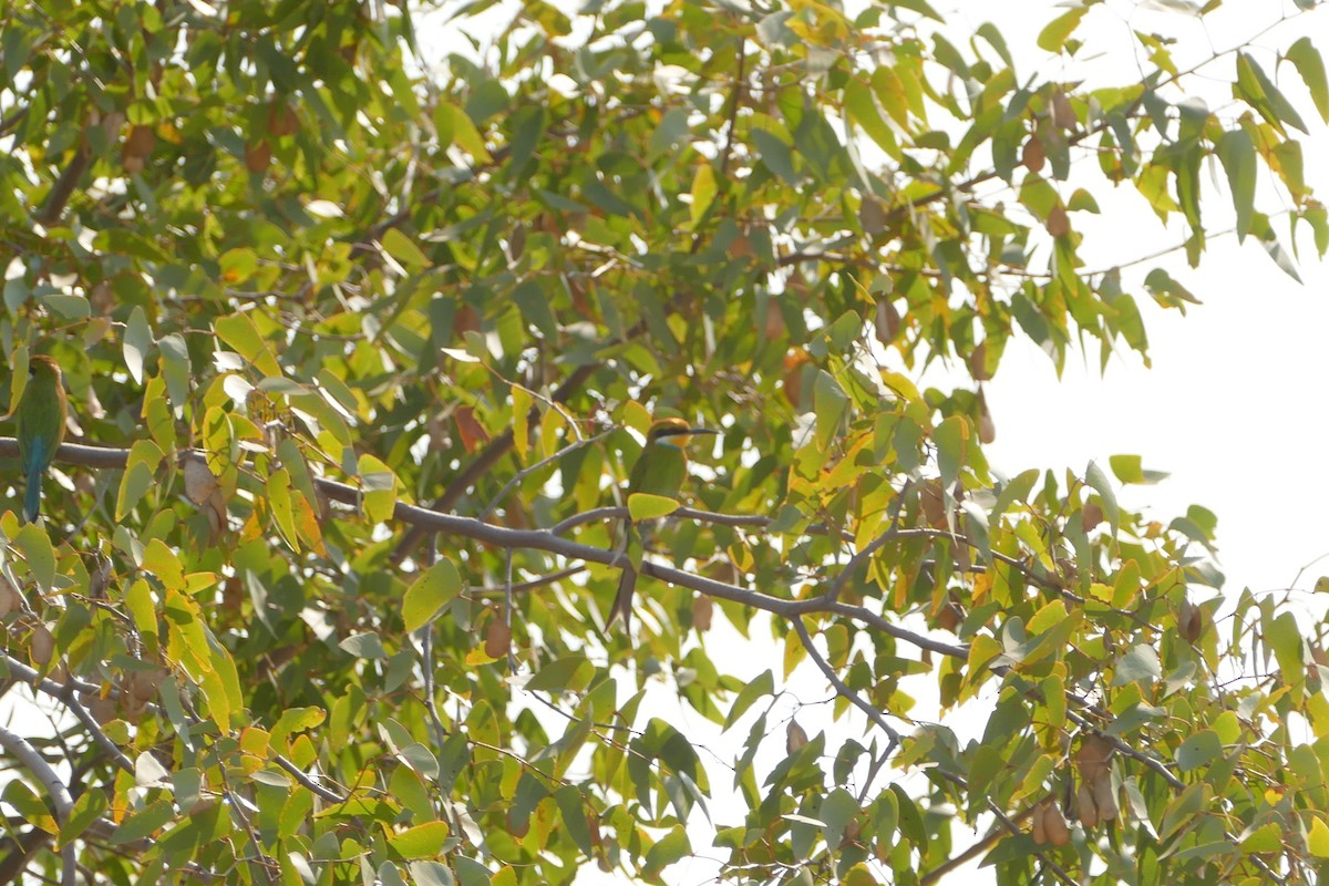 Swallow-tailed Bee-eater - ML643547273