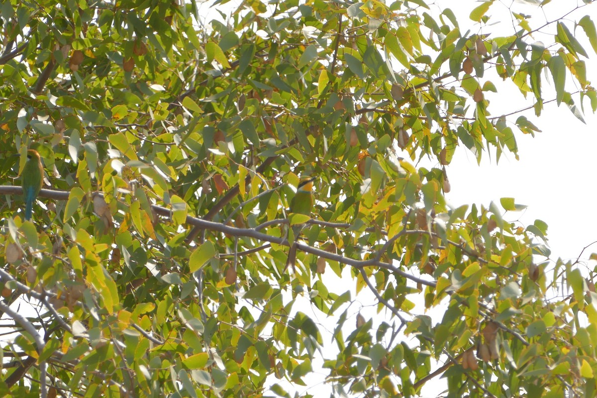 Swallow-tailed Bee-eater - ML643547274