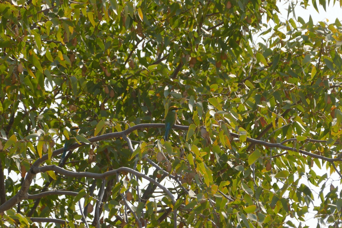 Swallow-tailed Bee-eater - ML643547275
