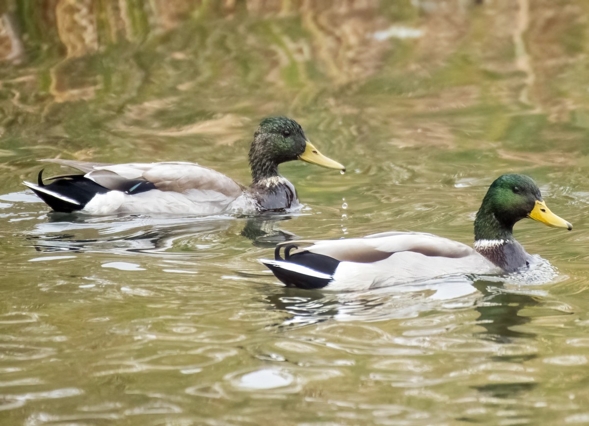 Mallard - ML643547276