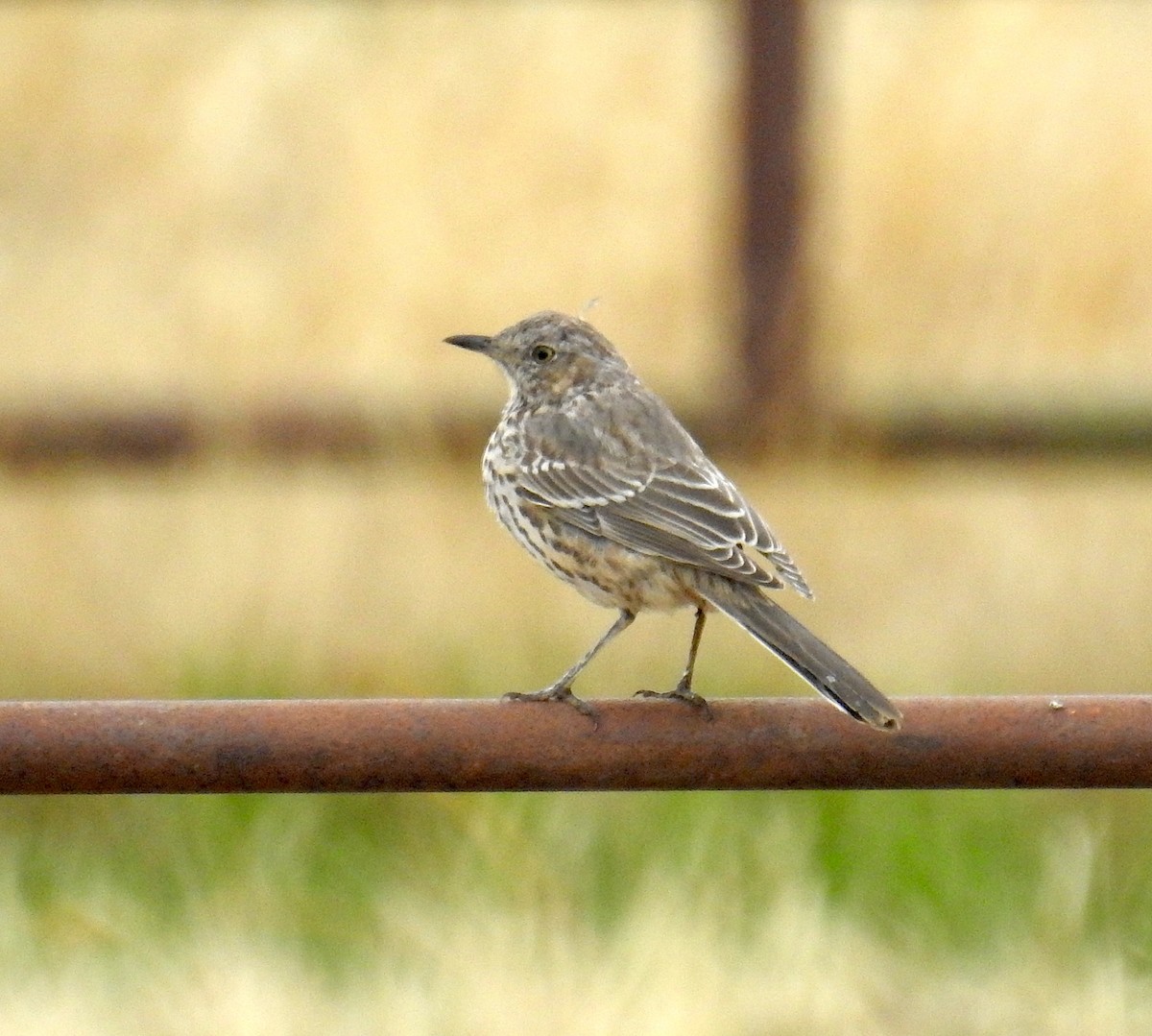 Sage Thrasher - ML643547280