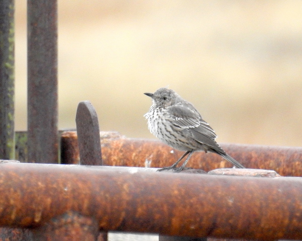 Sage Thrasher - ML643547282