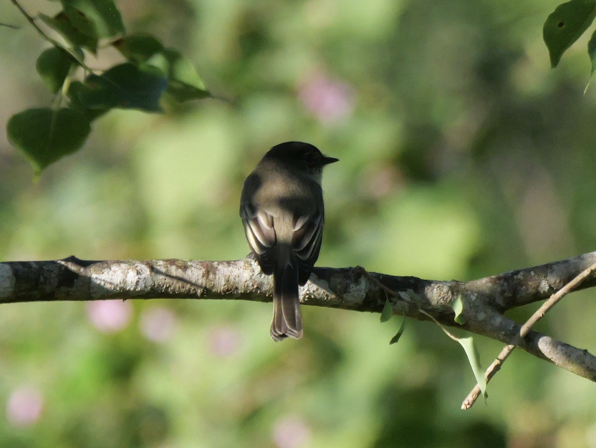 Eastern Phoebe - ML643547283