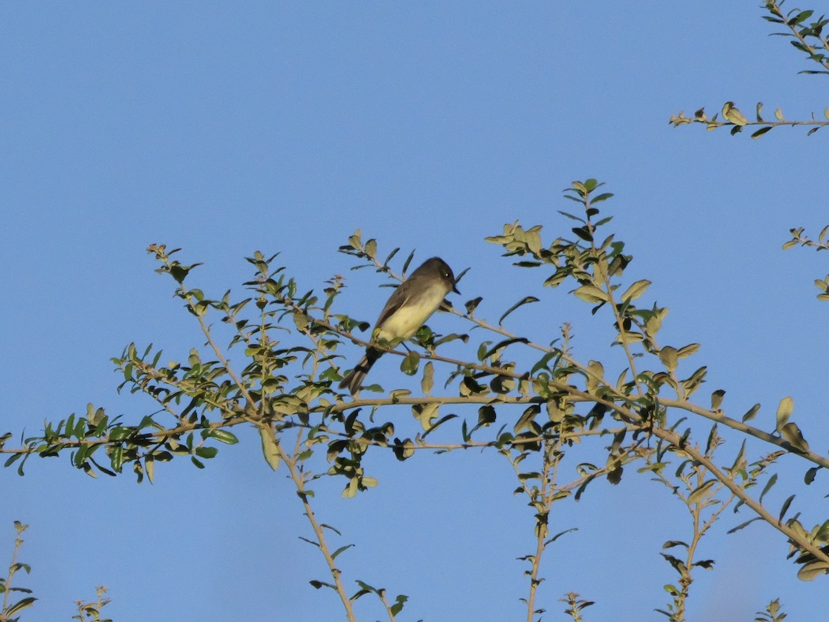 Eastern Phoebe - ML643547284
