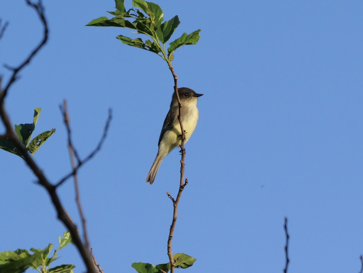 Eastern Phoebe - ML643547285