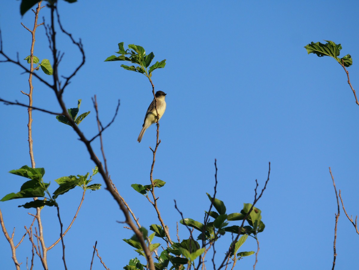 Eastern Phoebe - ML643547286