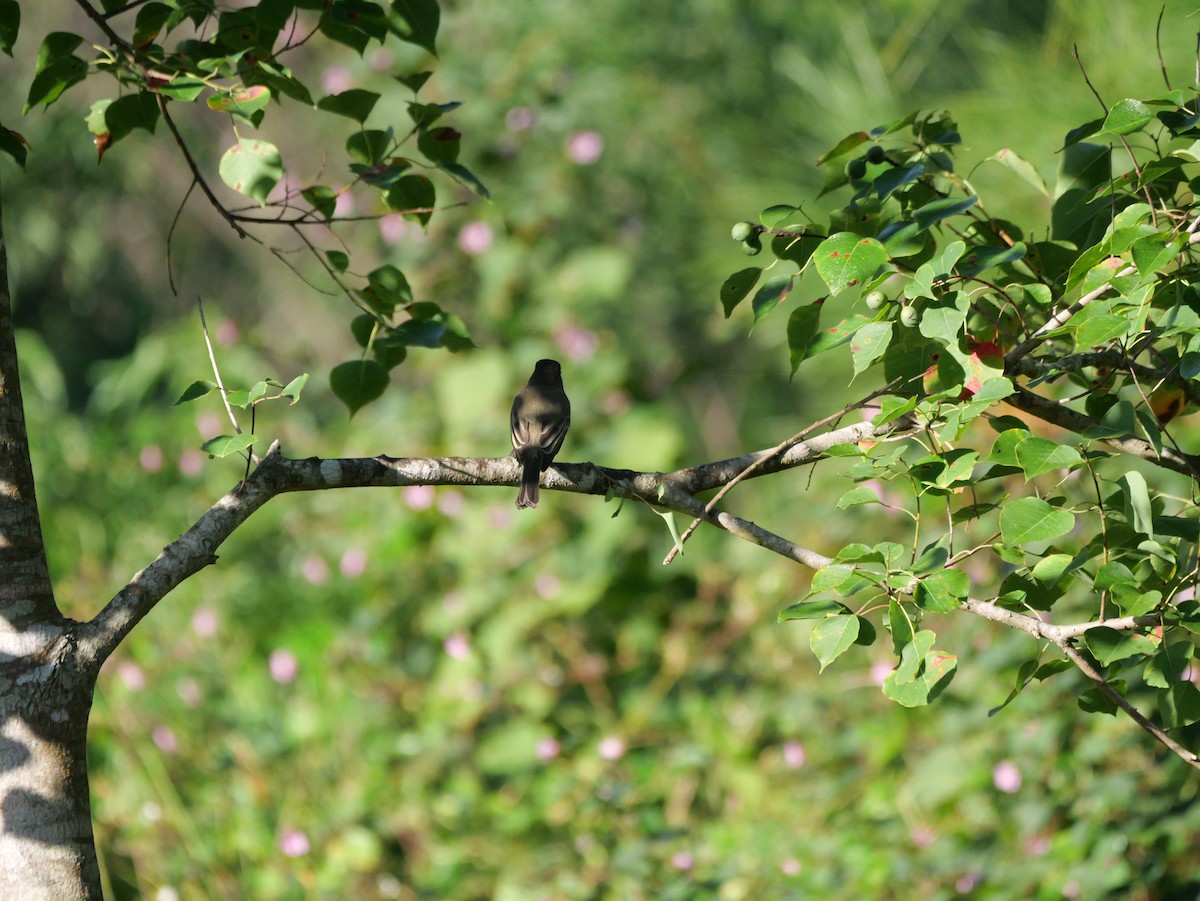 Eastern Phoebe - ML643547287