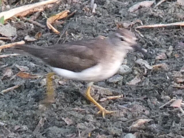 Spotted Sandpiper - ML643547288