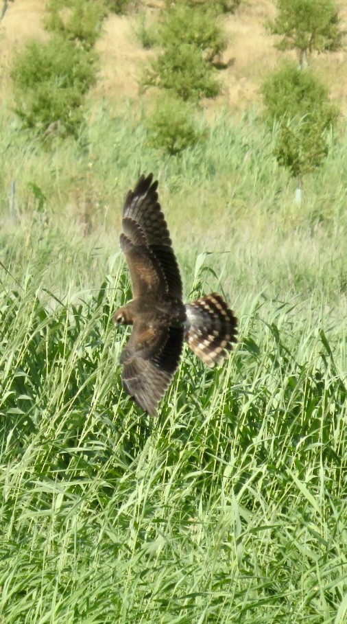 Montagu's Harrier - ML643547289