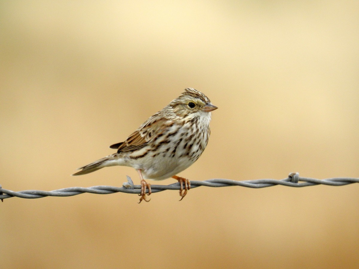 Savannah Sparrow - ML643547290