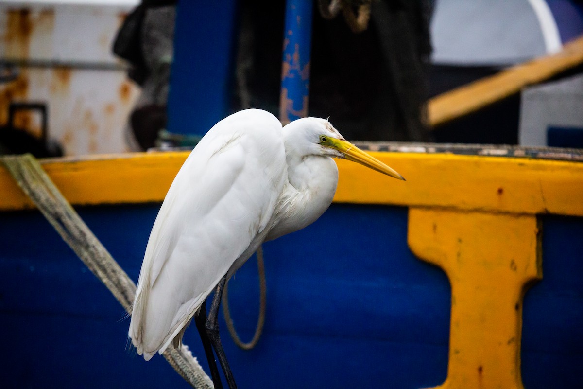 Snowy Egret - ML643547291