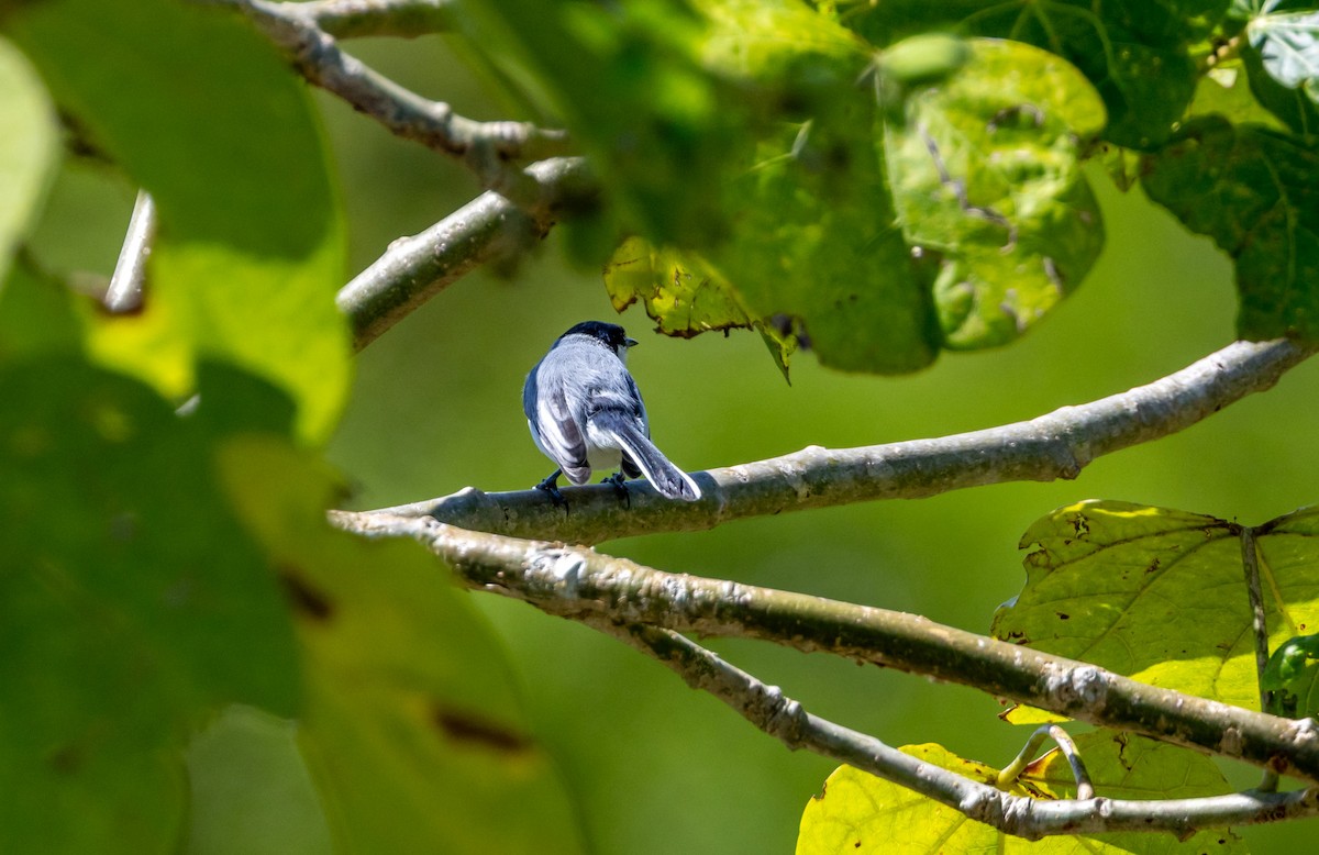 White-lored Gnatcatcher - ML643547295