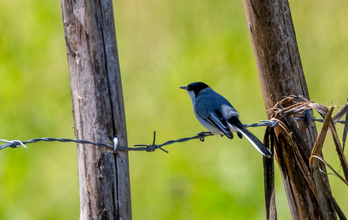 White-lored Gnatcatcher - ML643547296