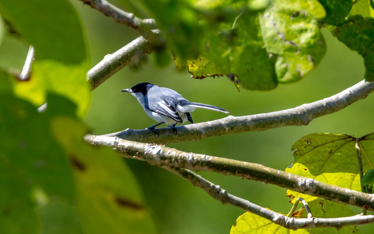 White-lored Gnatcatcher - ML643547297