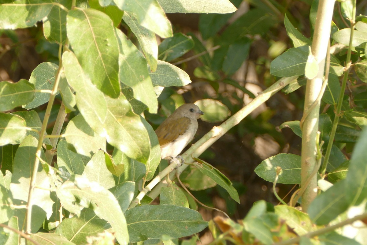 Lesser Honeyguide - ML643547298
