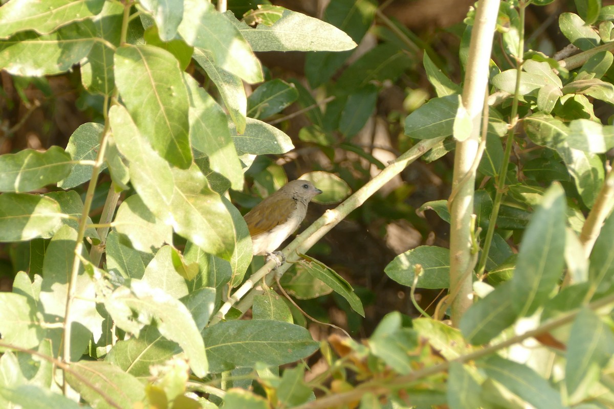 Lesser Honeyguide - ML643547299