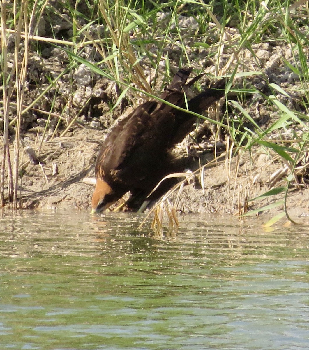 Western Marsh Harrier - ML643547300